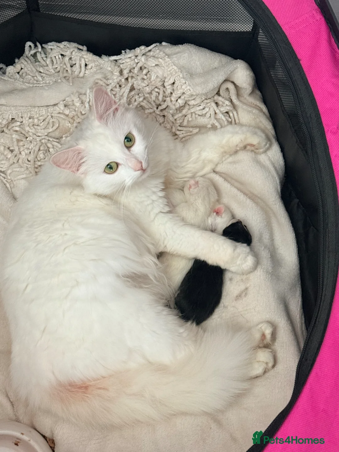 RagaMuffin cats for sale: Raggamuffin x kittens  - Advert 2