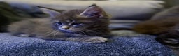 Maine Coon cats for sale: Full Maine coon kittens available  - Advert 17