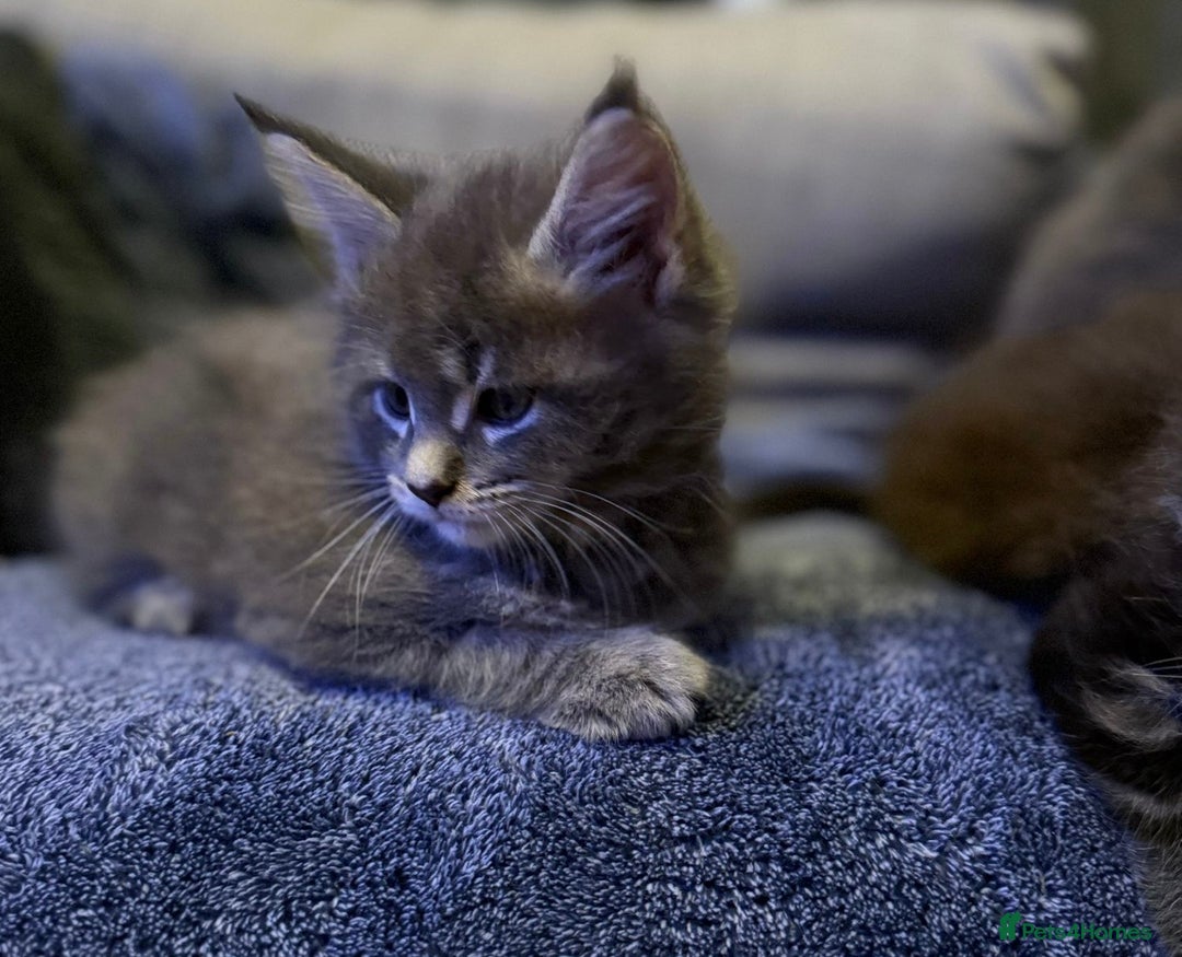 Maine Coon cats for sale: Full Maine coon kittens available  - Advert 17