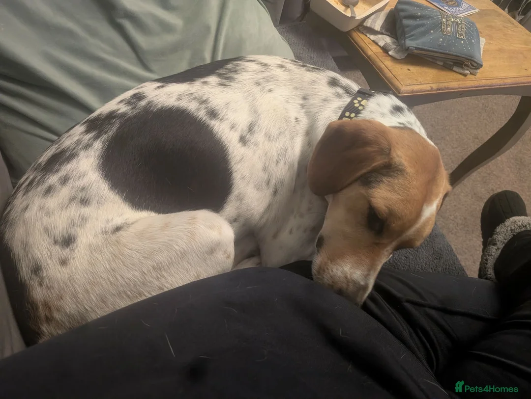 Mixed Breed dogs for adoption: Winston needs his forever home in Rayleigh - Advert 2