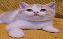 British Shorthair cats for sale: Pedigree, British Shorthair, TICA reg kittens - Image 28