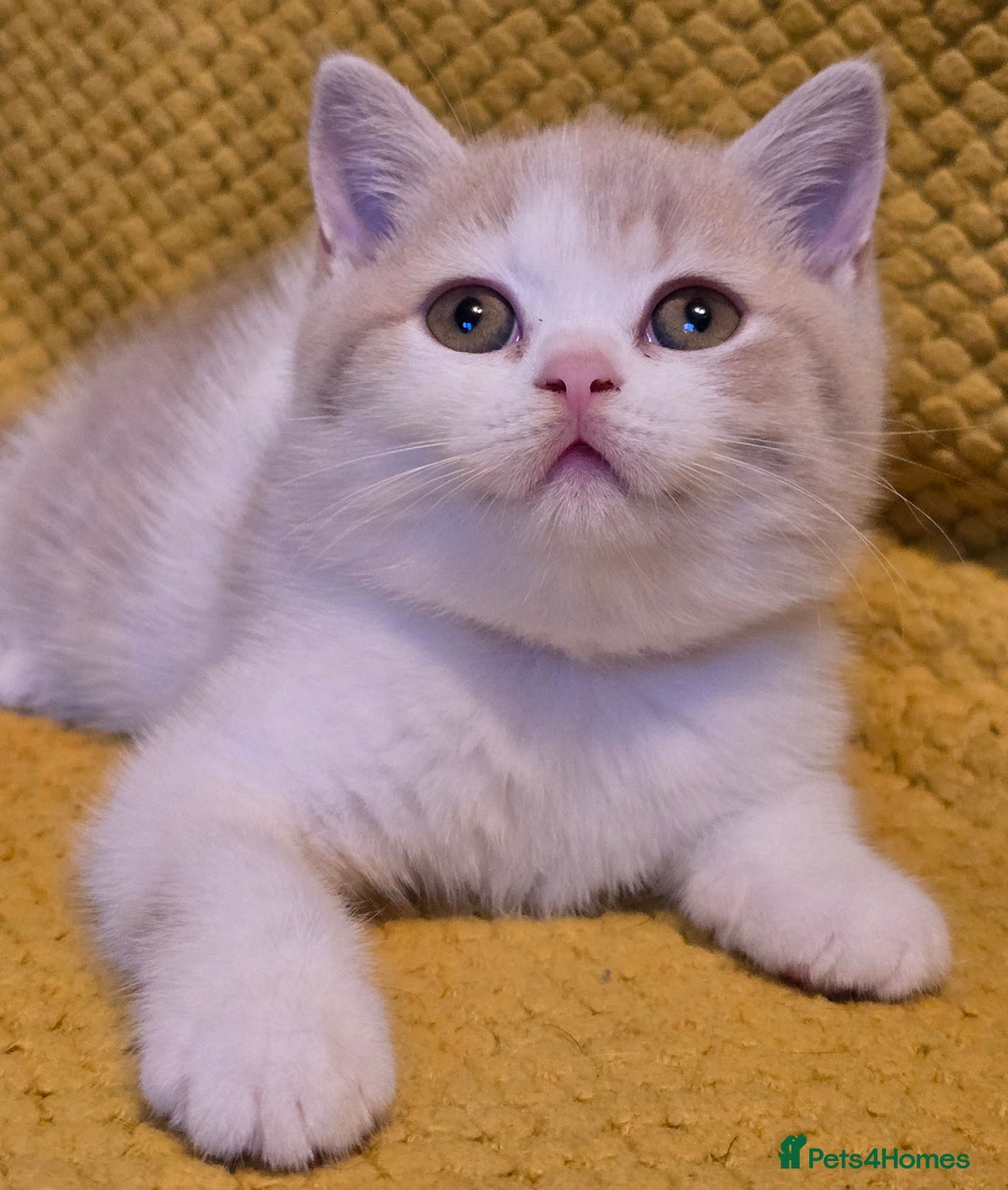 British Shorthair cats for sale: Pedigree, British Shorthair, TICA reg kittens - Image 28