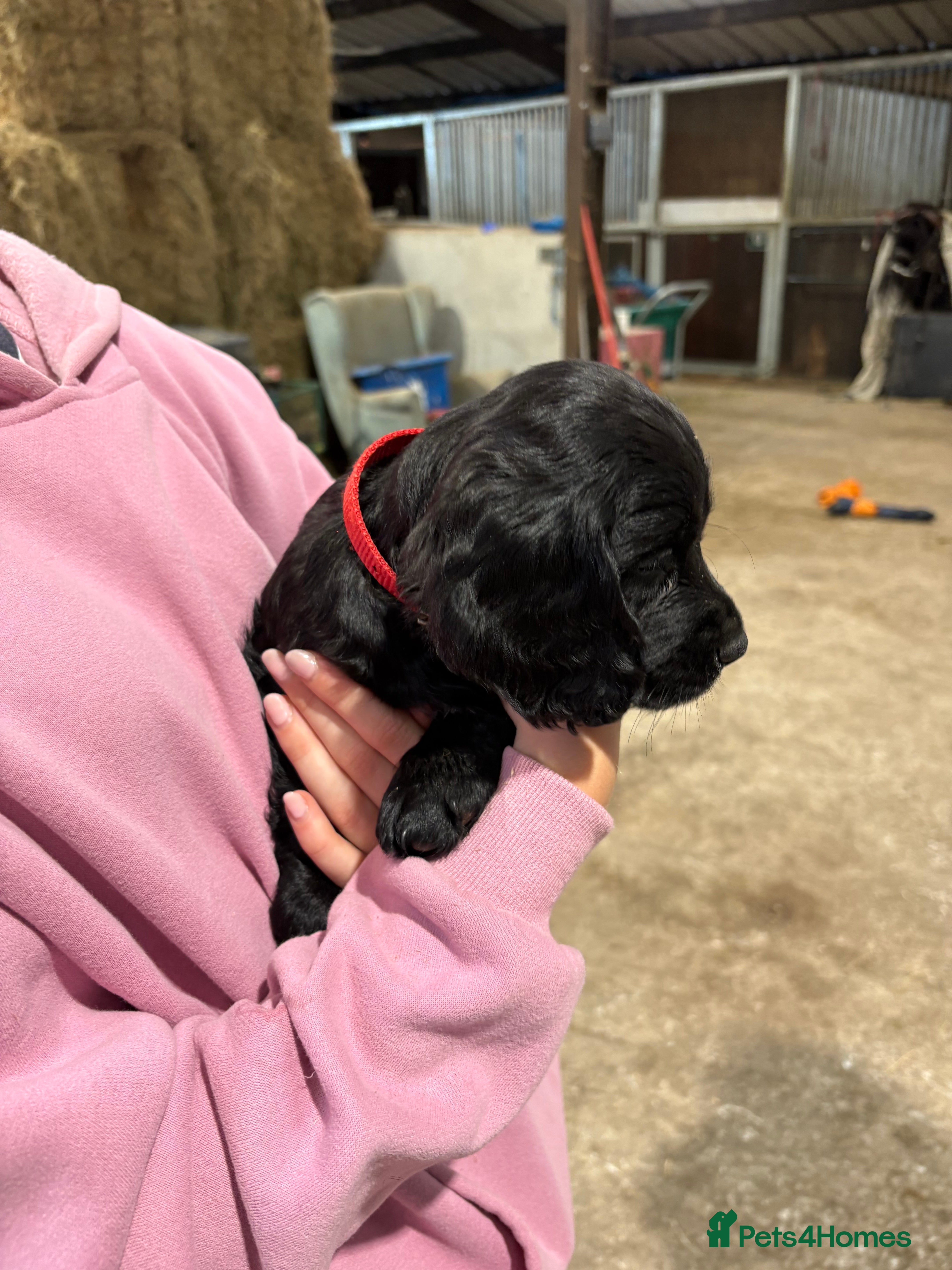 Sprocker dogs Gorgeous Black Sprocker puppies - Advert 2