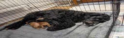 Cockapoo dogs for sale: Beautiful F1 Black Cockapoo puppy for sale - Advert 6