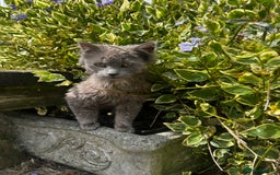 Mixed Breed cats for sale: Gorgeous grey kitten - Advert 2