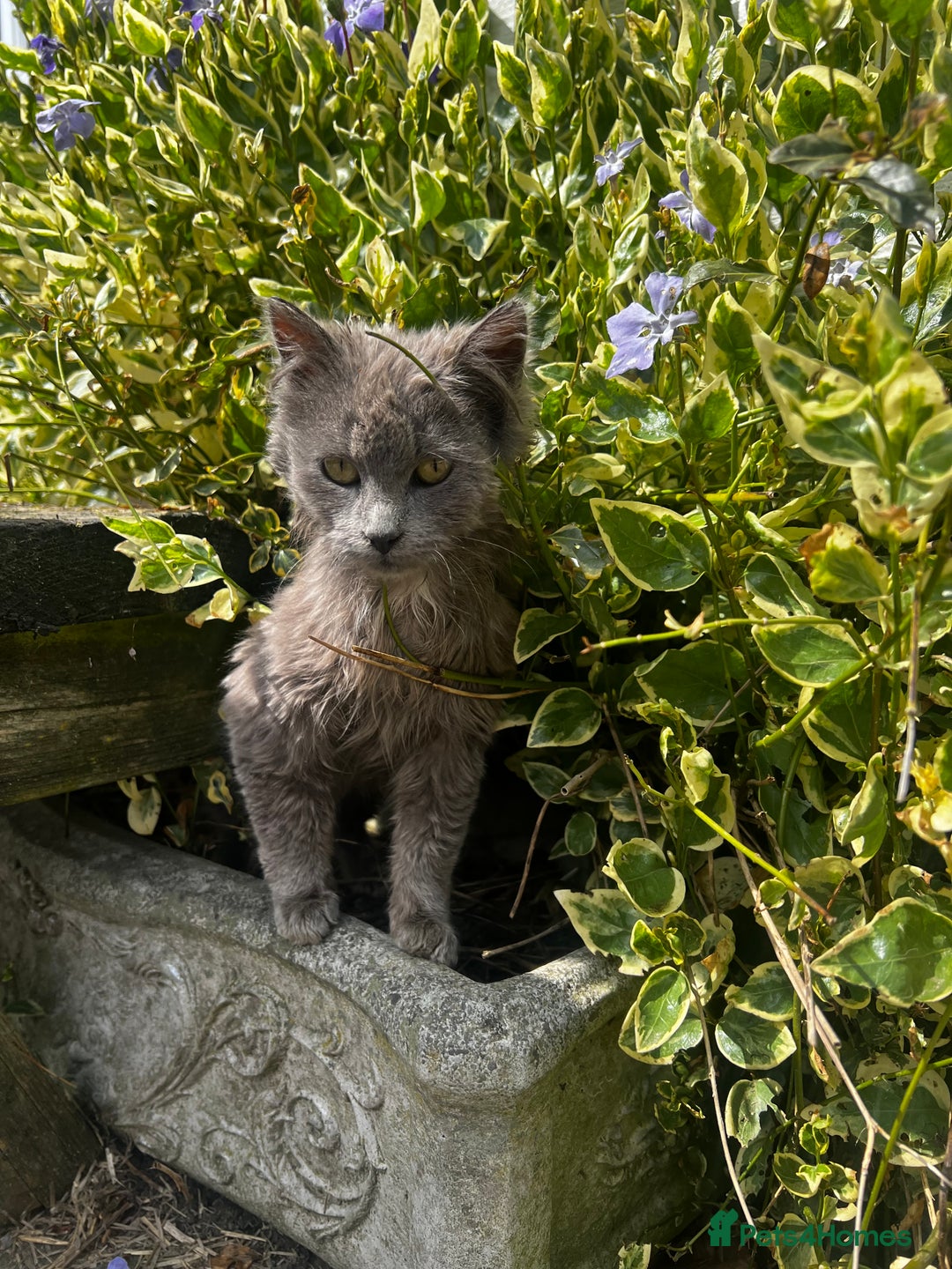 Mixed Breed cats for sale: Gorgeous grey kitten - Advert 2