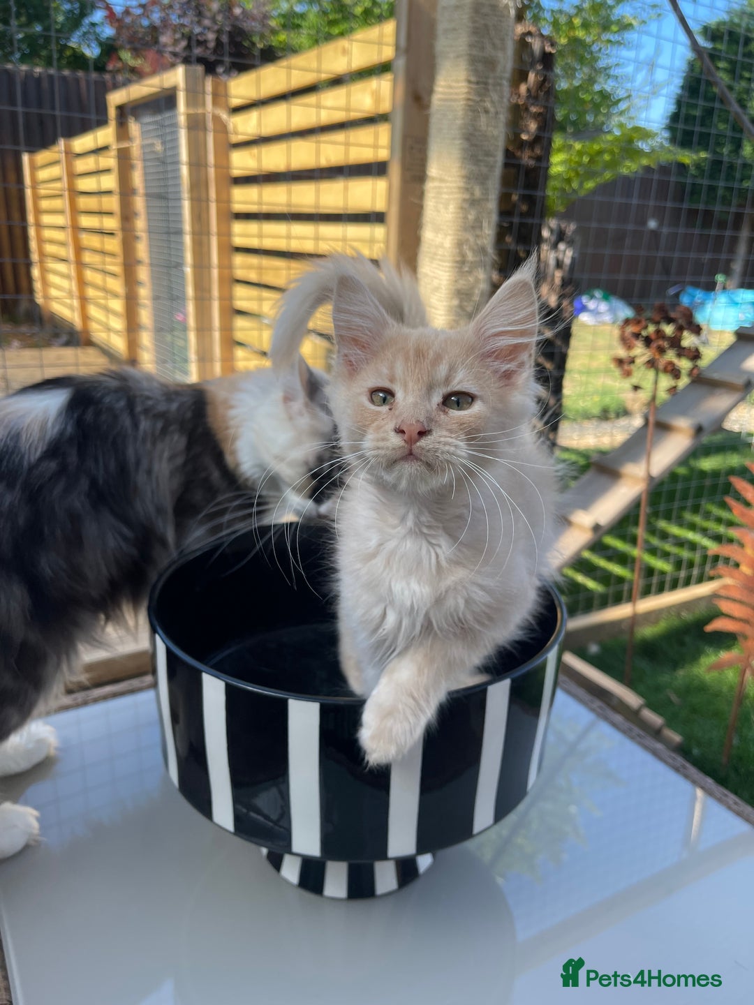 Maine Coon cats for sale: Cream Boys Available for forever homes  in Rushden - Image 3