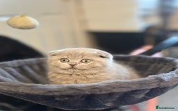 Scottish Fold cats for sale: Gorgeous Scottish kittens available  - Image 3