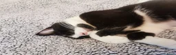 Mixed Breed cats for sale: Rescue cats- kittens and adults 🧡 - Advert 11