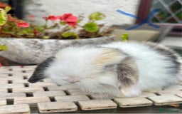 Mini Lop rabbits for sale: Stunning Mini Lop Bunnies🤍🌾 - Image 8
