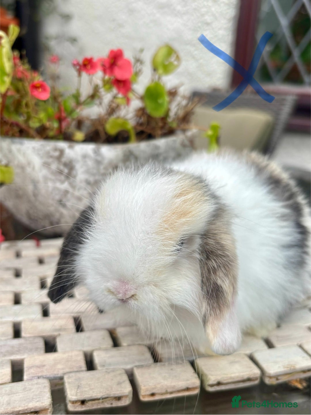 Mini Lop rabbits for sale: Stunning Mini Lop Bunnies🤍🌾 - Image 8