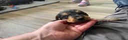 Airedale Terrier dogs for sale: Beautiful Airedale terrier puppies  - Advert 4