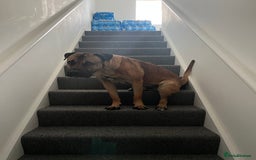 Mixed Breed dogs for sale: Large dog for loving home - Image 4
