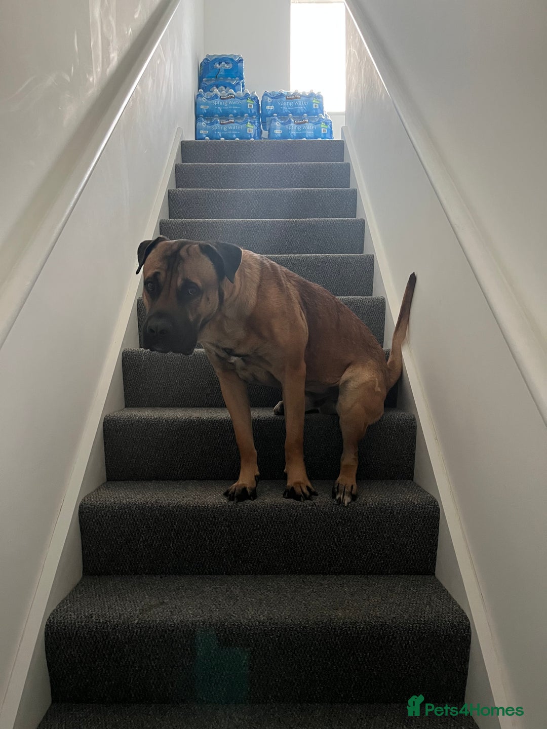 Mixed Breed dogs for sale: Large dog for loving home - Image 4