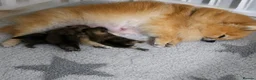 Pomeranian dogs for sale: *Beautiful pedegree pomeranian pups* - Advert 7