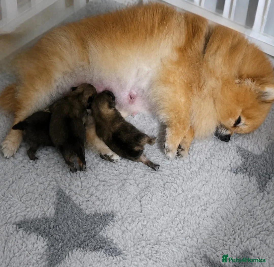 Pomeranian dogs for sale: *Beautiful pedegree pomeranian pups* - Advert 7