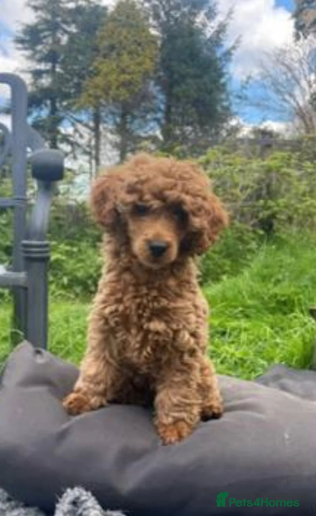Toy Poodle dogs for stud: Red Toy poodle for stud health tested  in Swansea - Advert 7