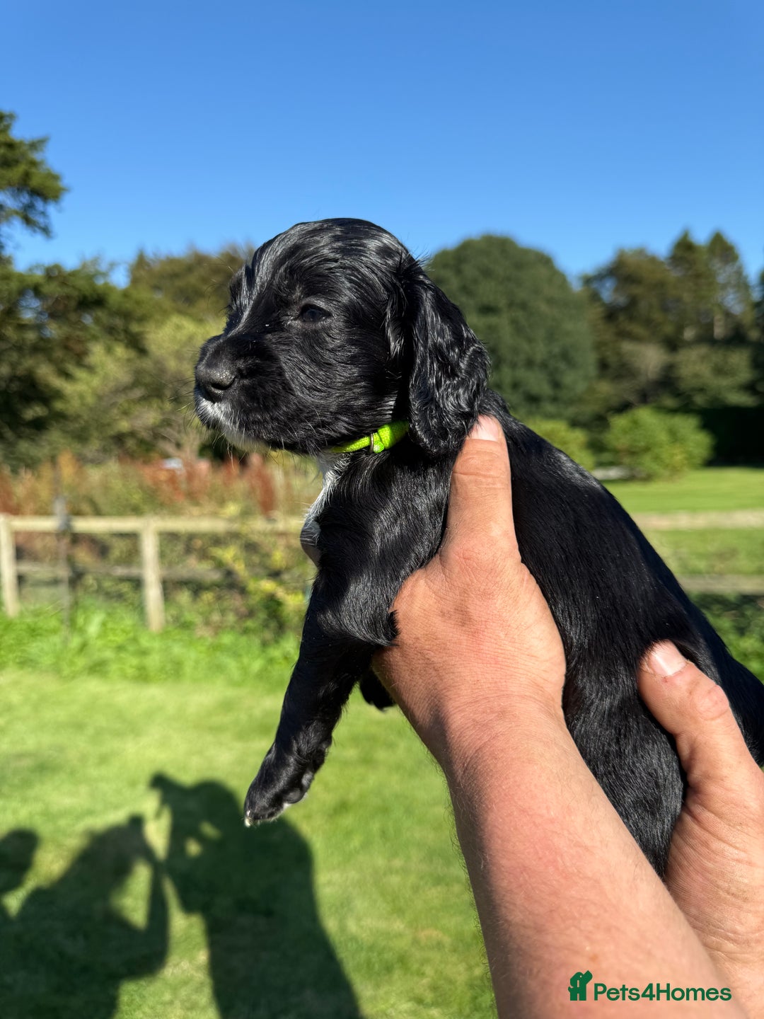 Cocker Spaniel dogs for sale: Working cocker spaniel - Image 5