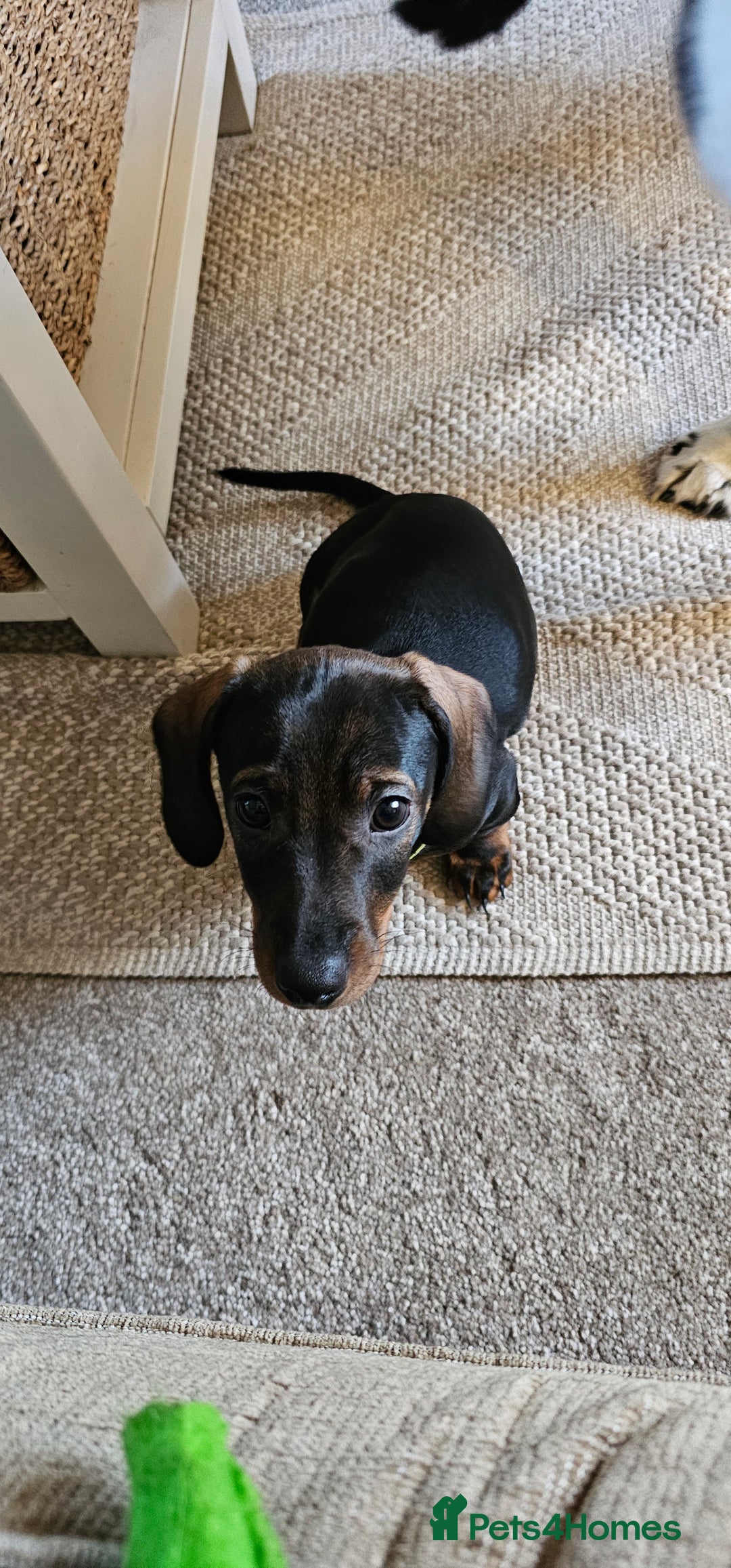 Miniature Dachshund dogs for sale: Miniature Daschund Puppies 6 Boys ONLY 2 LEFT 🩵💙 - Advert 2