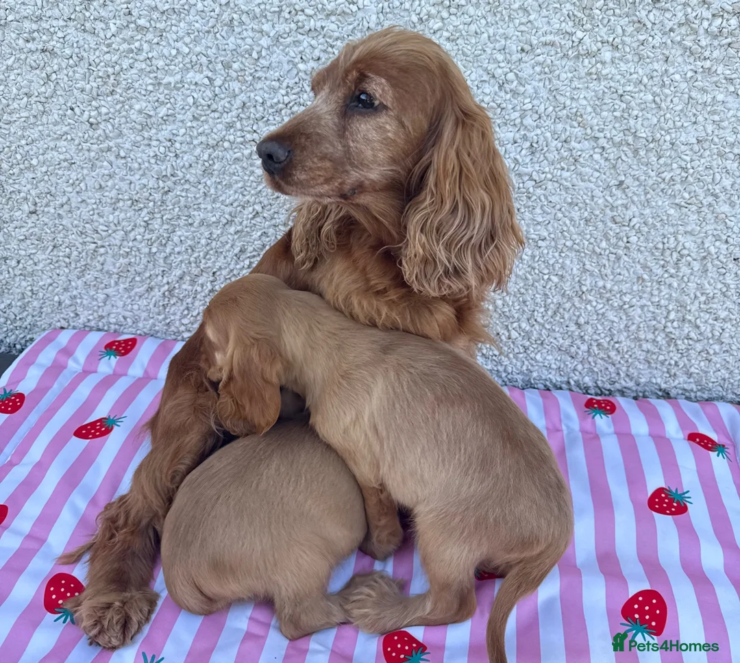 Cocker Spaniel dogs for sale: Show Cocker spaniel puppies - Advert 8