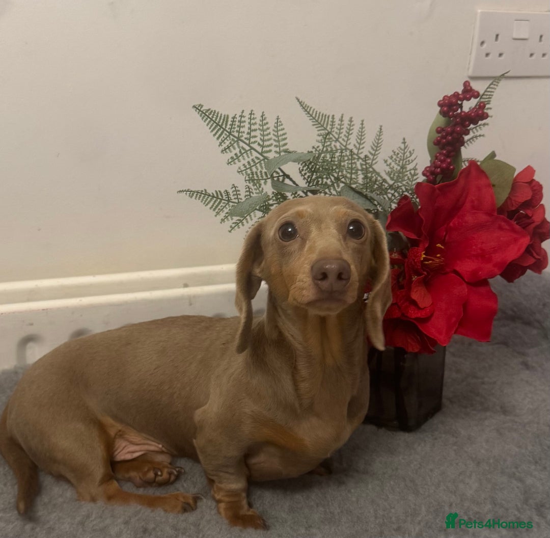 Miniature Dachshund dogs for stud: Flynn ready for stud services - Advert 2