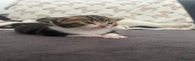 Kitten 3
