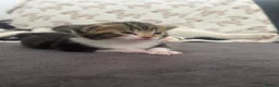 Domestic Shorthair cats for sale: Male kittens - Advert 3