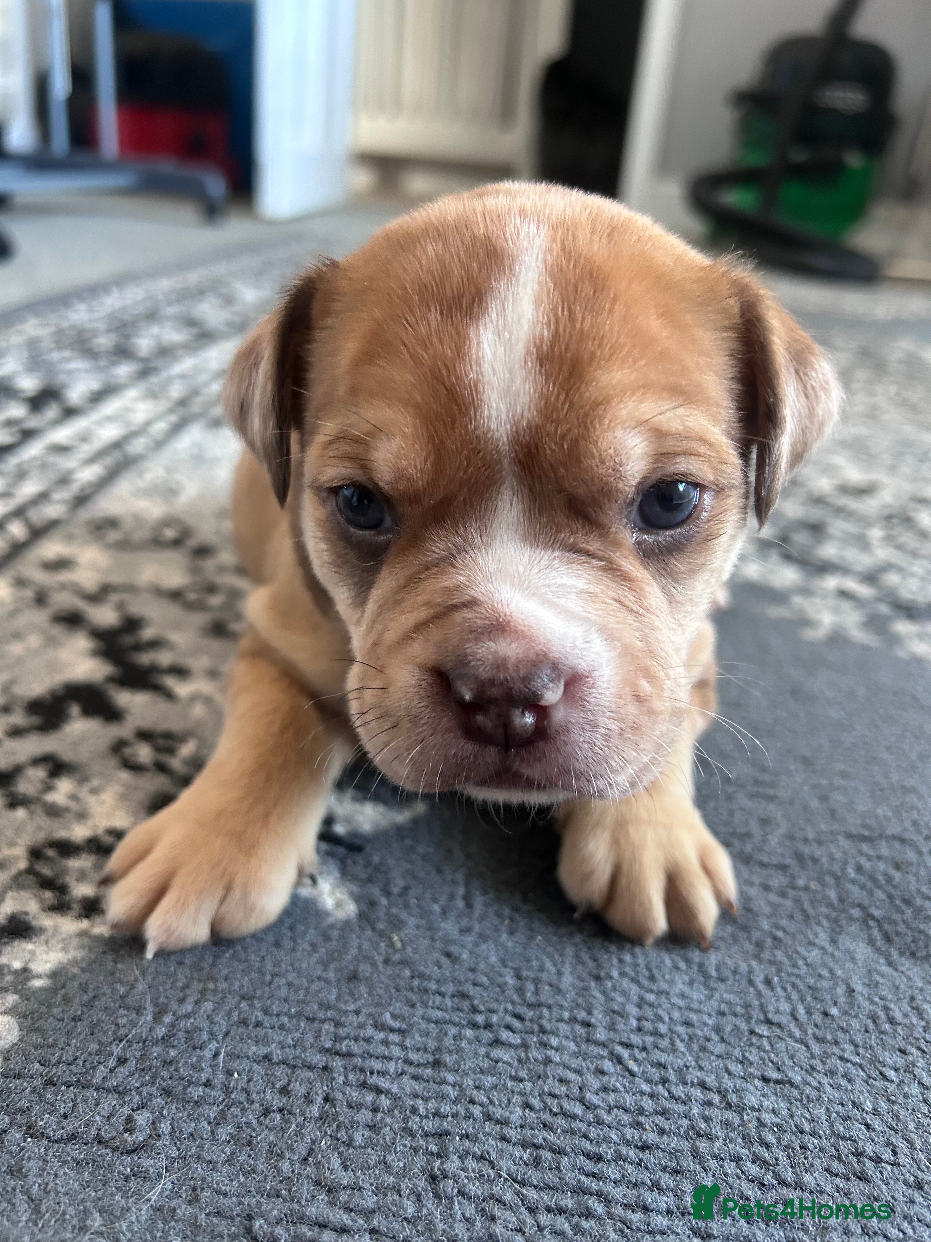 Mixed Breed dogs OLDE STAFF ENGLISH BULLDOGGE - Advert 2