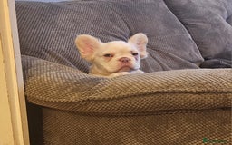 French Bulldog dogs for sale: Absolutely stunning fluffy frenchie  - Image 3