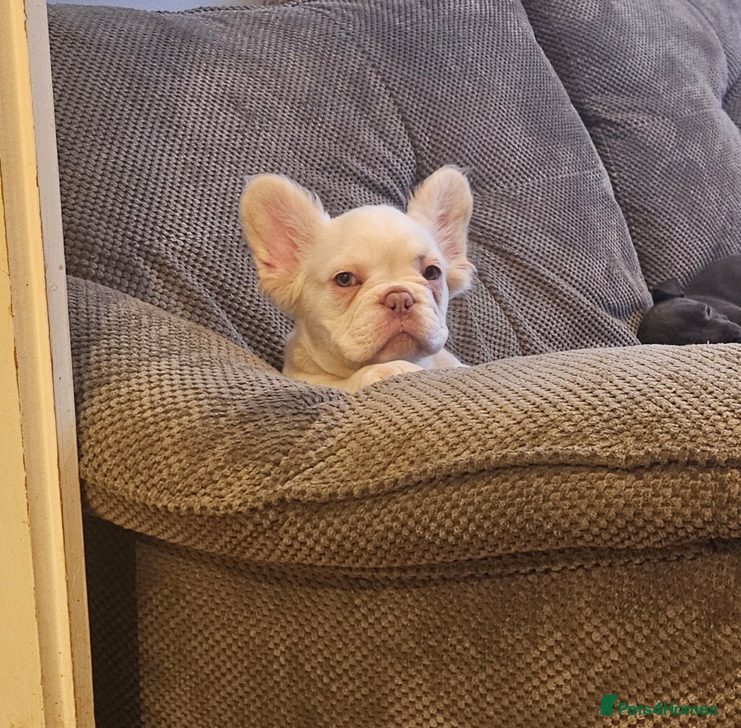 French Bulldog dogs for sale: Absolutely stunning fluffy frenchie  - Image 3