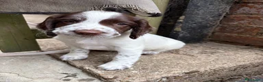 English Springer Spaniel 2