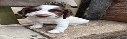 English Springer Spaniel dogs for sale: Kc reg Ftch English springer spaniels.  - Advert 8