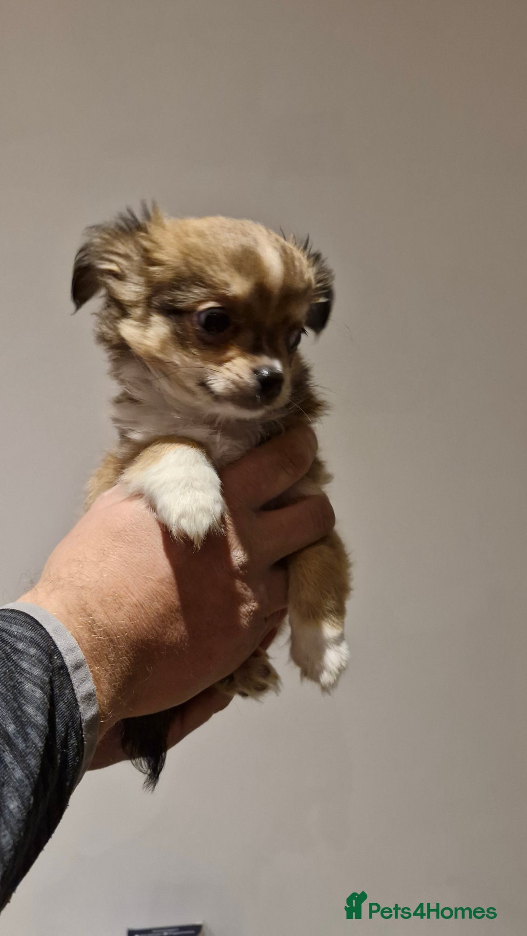 Chihuahua dogs for sale: 🐶READY TO LEAVE🐶 LAST ONE Tiny Chihuahua Puppies - Advert 26