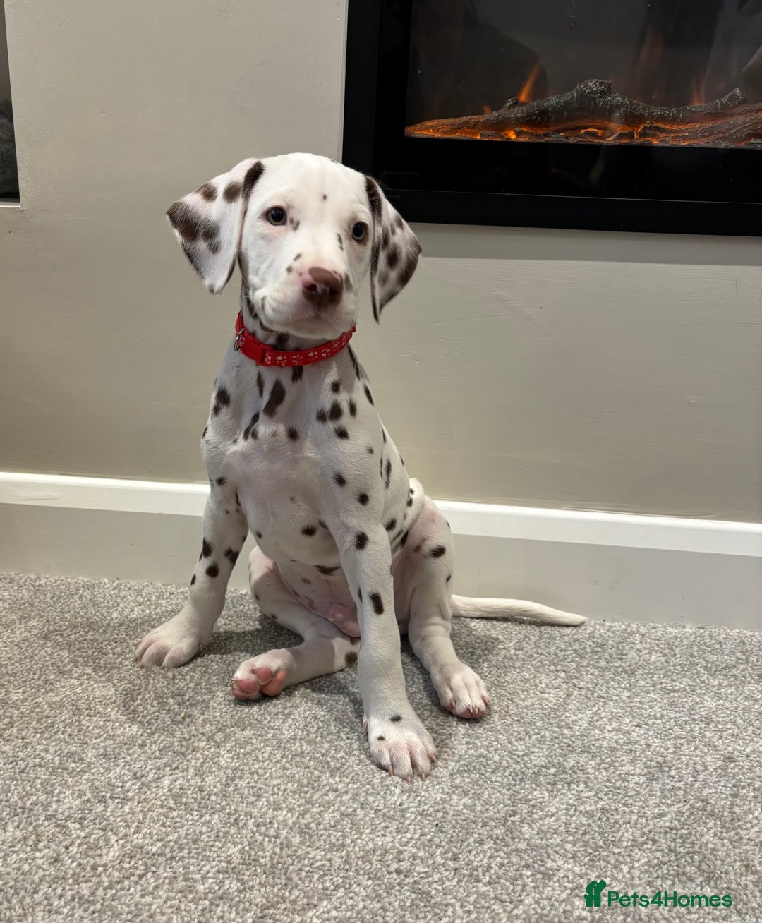 Dalmatian dogs for sale: 1 DALMATIAN LEFT READY NOW - Image 15