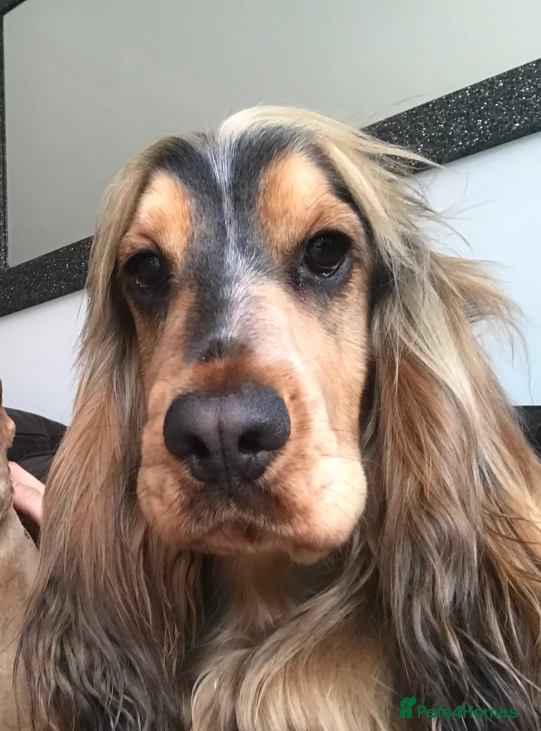 Cocker Spaniel dogs for stud: KC Reg SABLE HEALTH TESTED COCKER SPANIEL - STUD in Bishop's Stortford - Advert 5