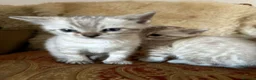 Bengal cats for sale: RARE Snow lynx Clouded glittery bengal kittens in Bishop Auckland - Advert 3