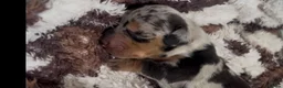 Miniature Dachshund dogs for sale: 5*homes ONLY- smooth haired miniature dauchunds    - Advert 3