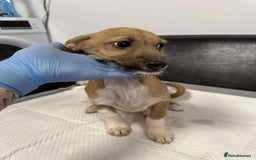 Mixed Breed dogs for adoption: Dave - for adoption - IN FOSTER IN CHESSINGTON - Image 4