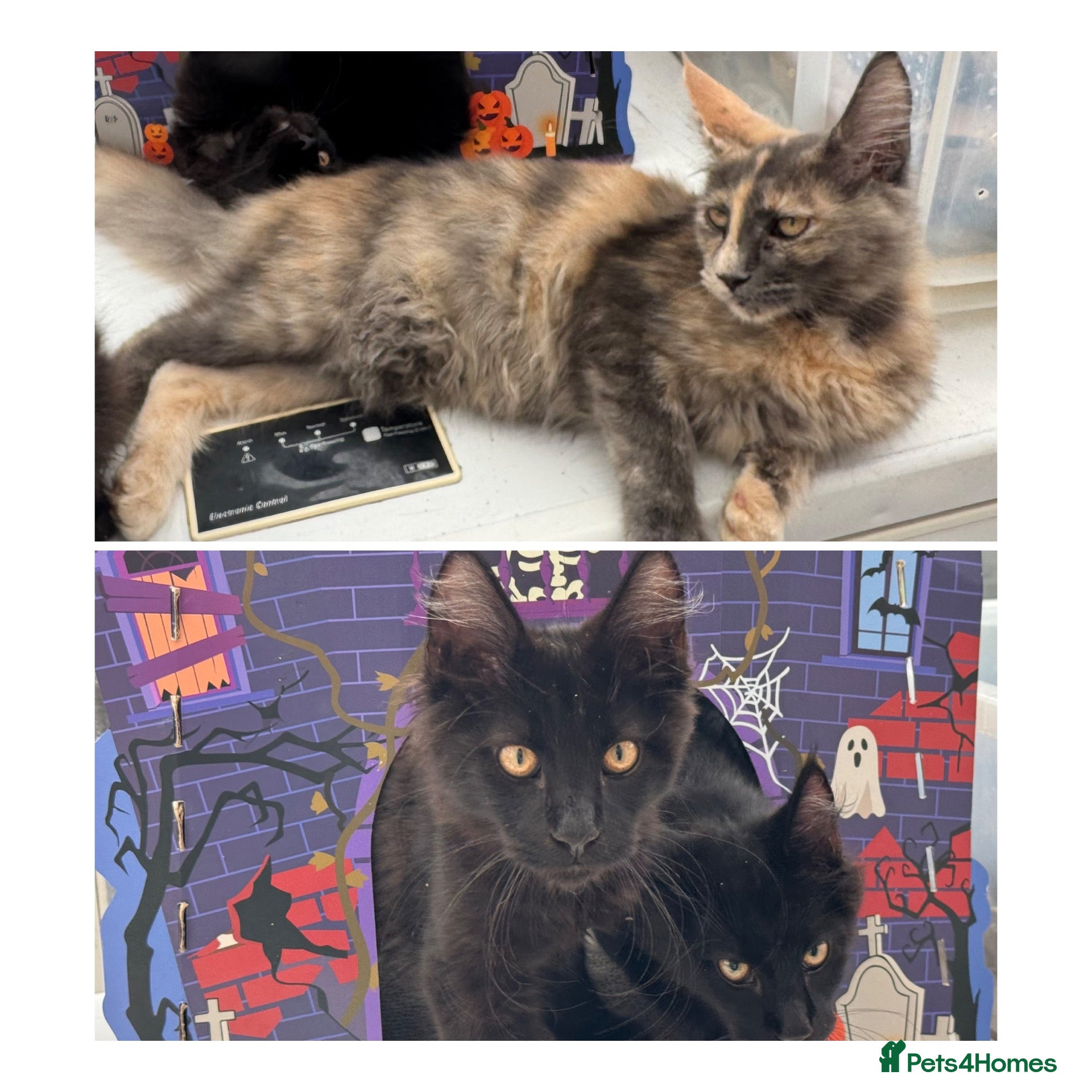 Maine Coon cats Reduced! TICA Maine Coon Kittens active possible  - Advert 1