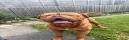 Dogue De Bordeaux dogs for sale: Purebred dogue de Bordeaux   in South Shields - Advert 3