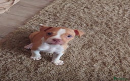 American Bull Staffy dogs for sale: Beautiful Amstaffs looking for forever homes 🥰 - Image 15