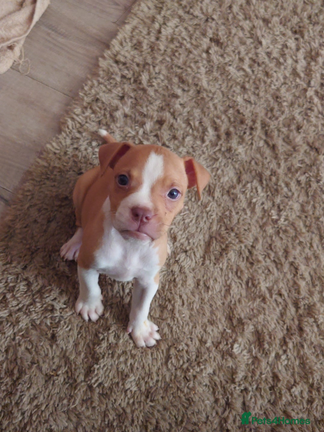 American Bull Staffy dogs for sale: Beautiful Amstaffs looking for forever homes 🥰 - Image 15