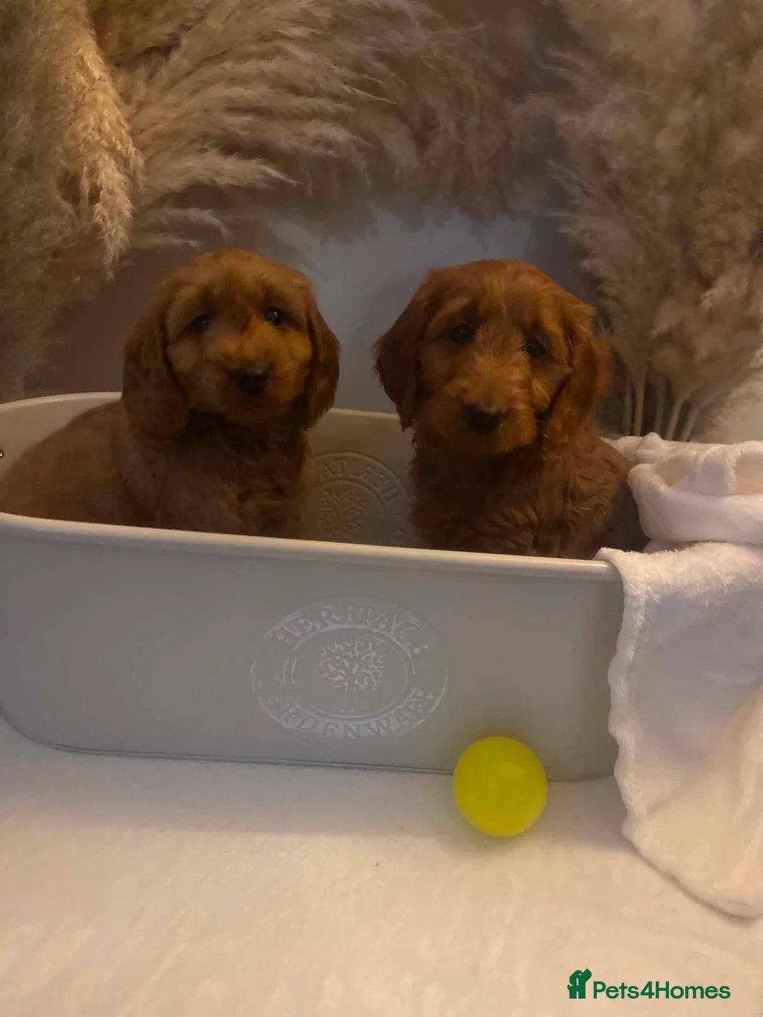 Cockapoo dogs for sale: F1b Cockapoo - Advert 1