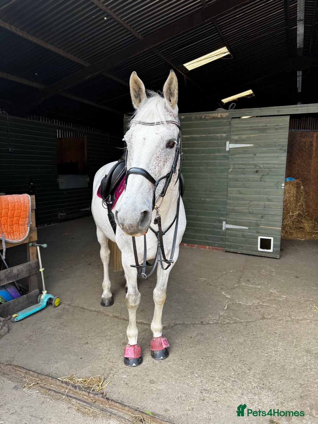 English Warmblood horses for sale: 16hh Schoolmistress  - Image 19
