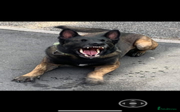 Belgian Shepherd Dog dogs for sale: Belgian Malinois Puppies - Image 16