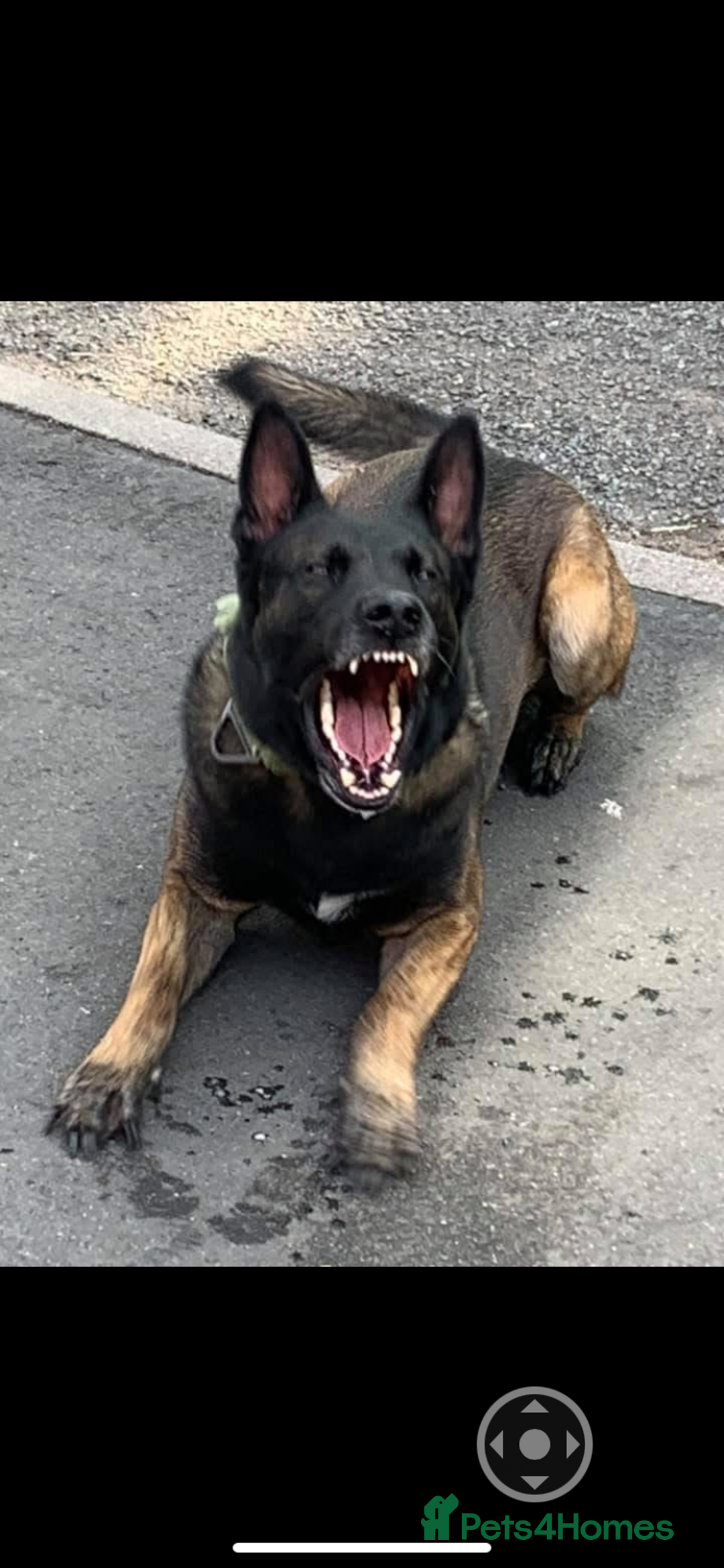 Belgian Shepherd Dog dogs for sale: Belgian Malinois Puppies - Image 16