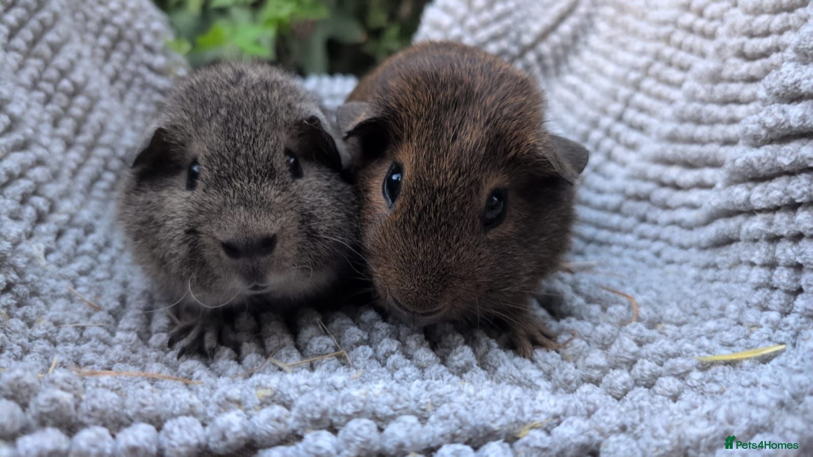 Guinea Pig rodents Guinea pigs for rehoming - Advert 9