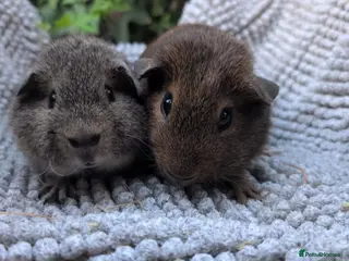 Guinea Pig rodents Guinea pigs for rehoming - Advert 9