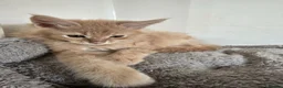 Maine Coon cats for sale: Full Mainecoon beautiful kittens  - Advert 8
