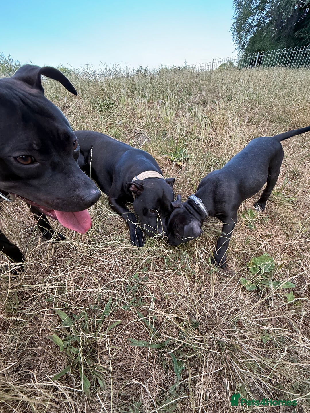 Staffordshire Bull Terrier dogs for sale: Staffy Puppy's for sell in Liverpool - Image 6